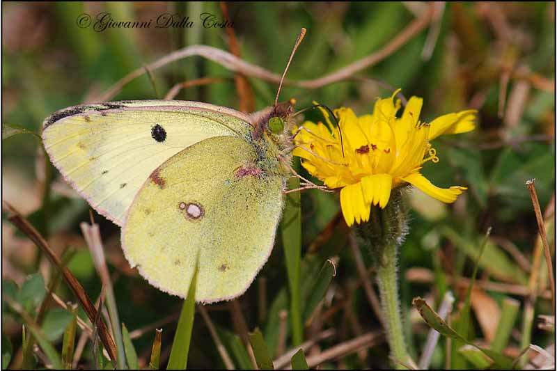 Colias palaeno  ?